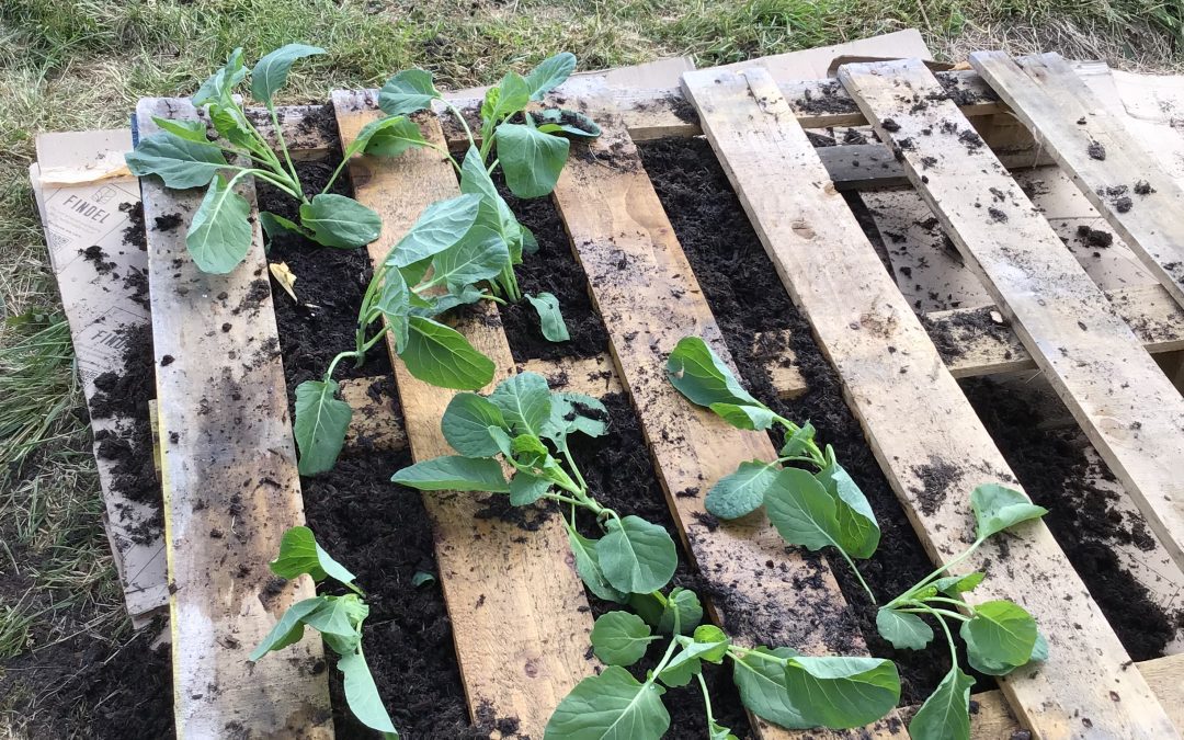 Gardening Club