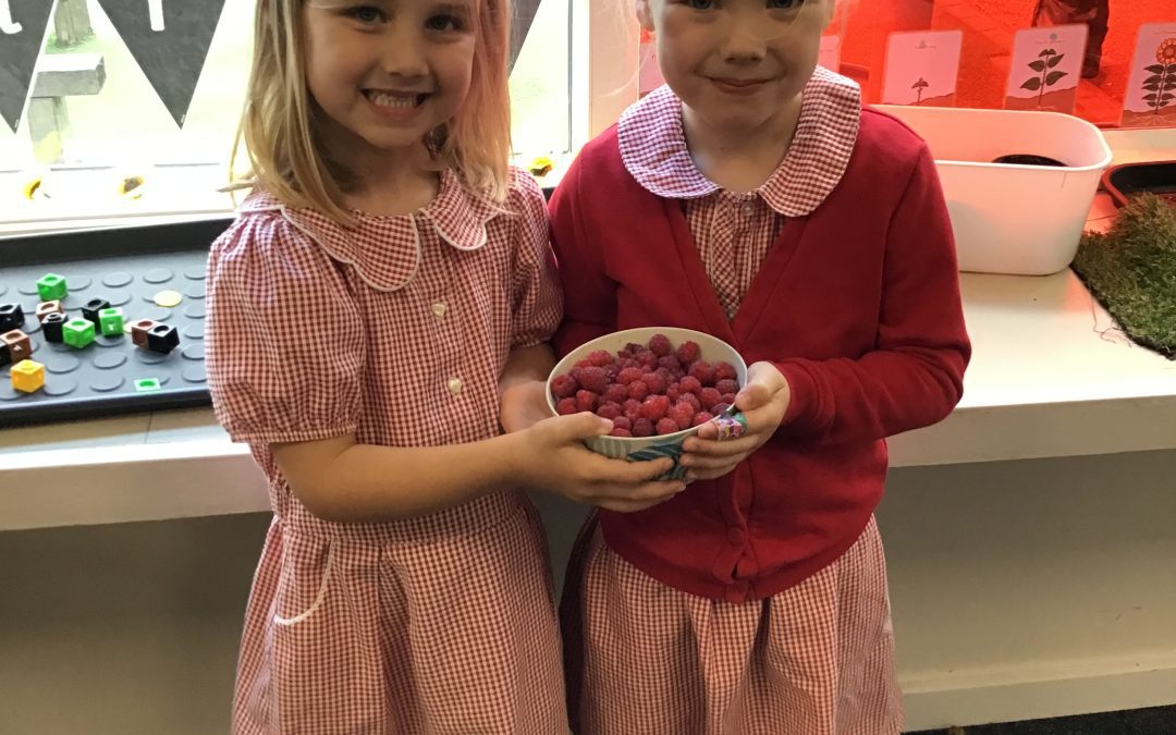 Raspberry Smoothies in Gardening Club
